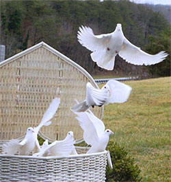 funeral dove release
