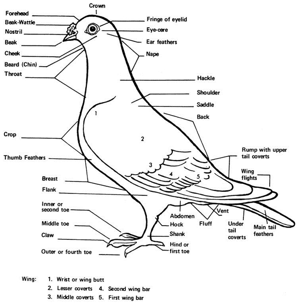 pigeon body parts